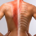 La importancia de la nutrición y la hidratación para mantener una columna vertebral sana